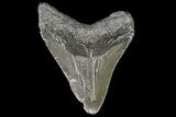 Juvenile Megalodon Tooth - Georgia #75287-1